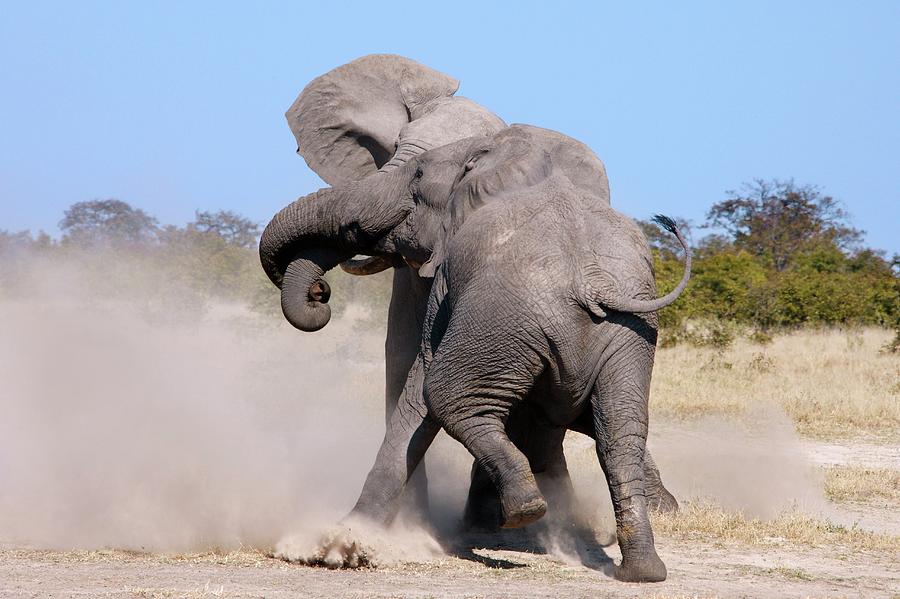 African Elephants Fighting Photograph by Steve Allen/science Photo Library