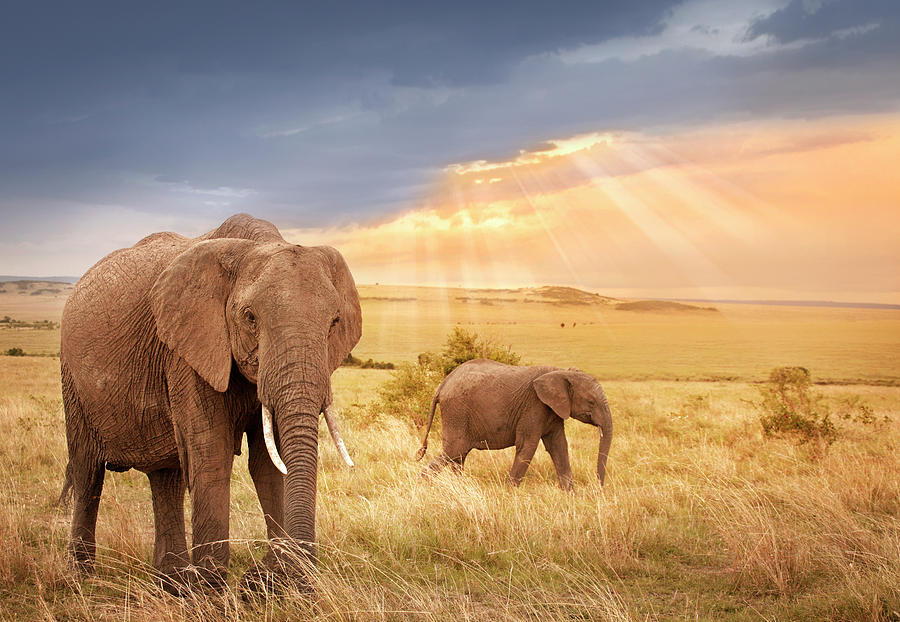 African Elephants In Sunset Light Photograph by Narvikk