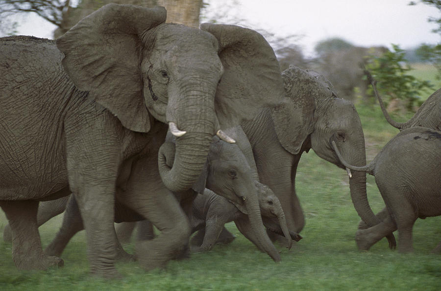 African Elephants Linyanti Swamp Photograph by Gerry Ellis