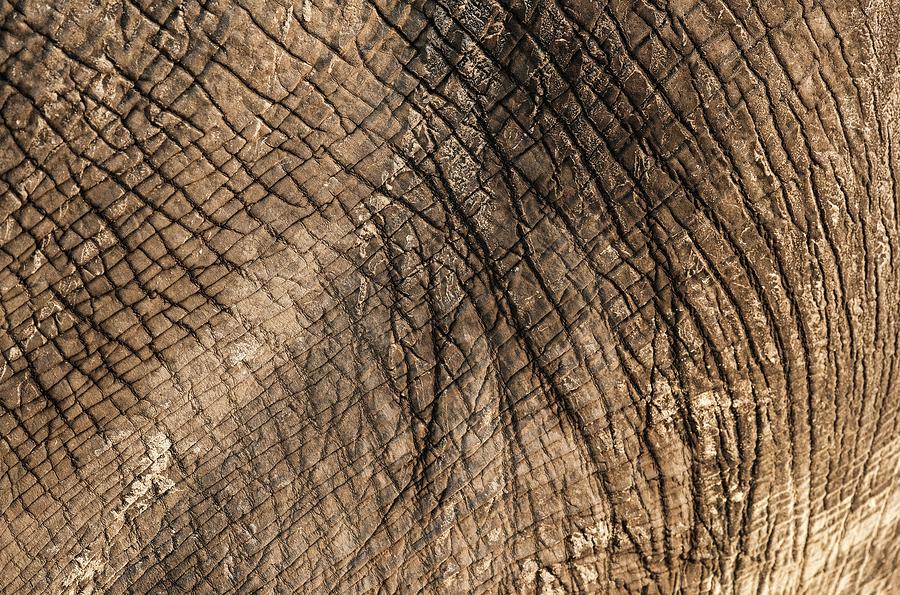 African Elephant's Skin Photograph by Tony Camacho/science Photo ...