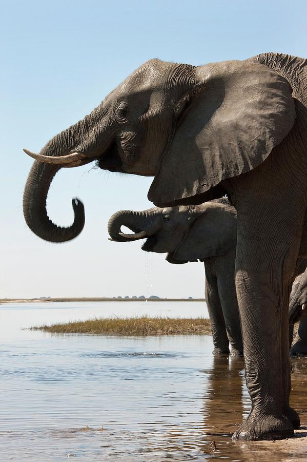 African Elephants Photograph by Steve Allen/science Photo Library