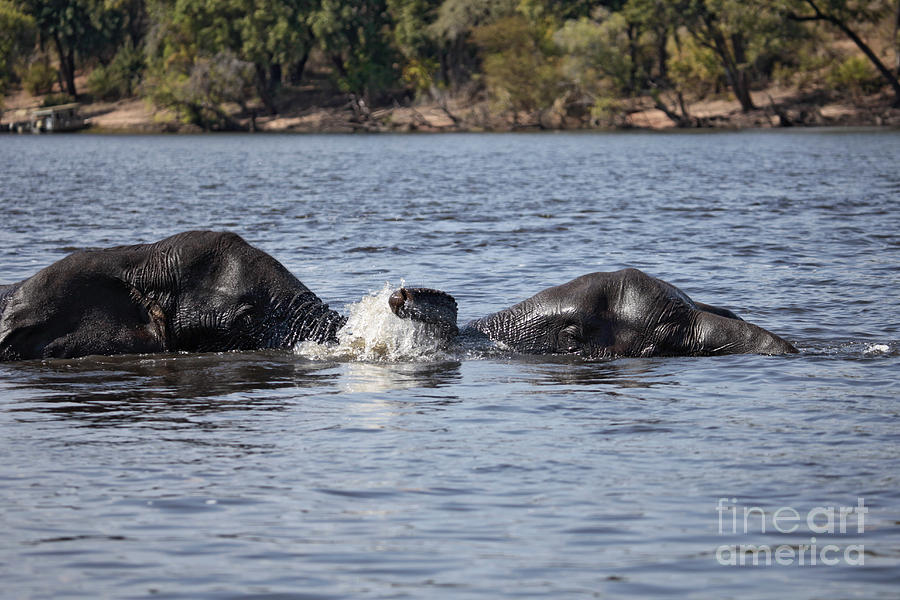 African Elephants swimming in the Chobe River Botswana Photograph by Liz Leyden
