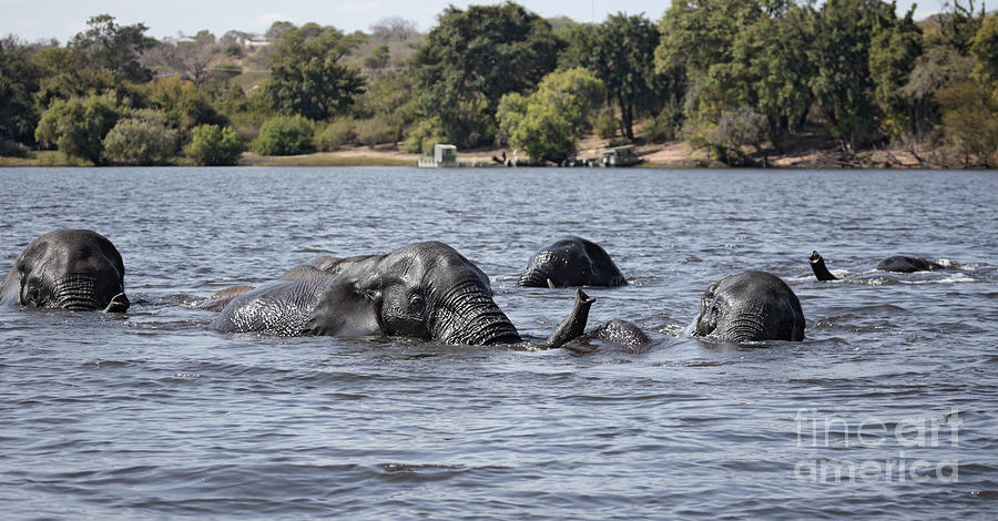 African Elephants swimming in the Chobe River Photograph by Liz Leyden