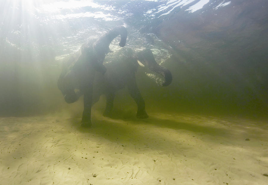 African Elephants Swimming Photograph by Science Photo Library African Elephants Swimming Photograph by Science Photo Library