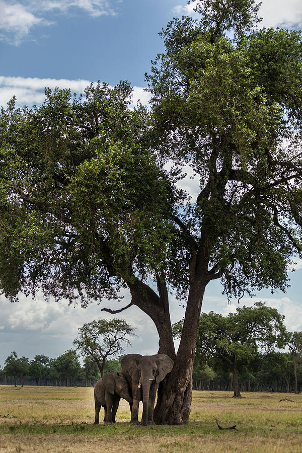 African Elephants Under A Tree Photograph by Manoj Shah