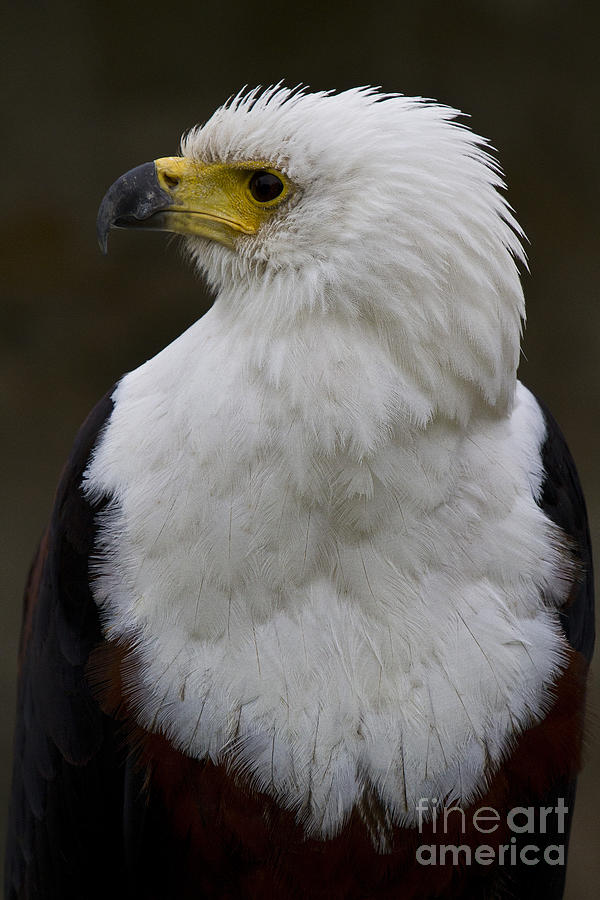 African fish eagle 4 Photograph by Heiko Koehrer-Wagner