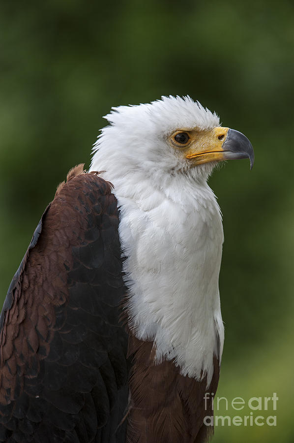 African Fish Eagle Photograph by Arterra Picture Library
