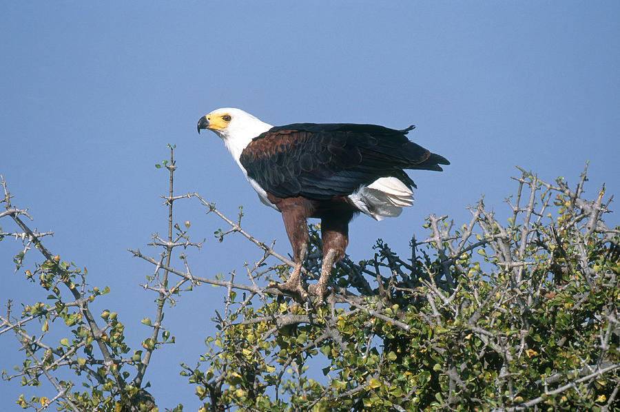 African Fish Eagle Photograph by Charles Angelo