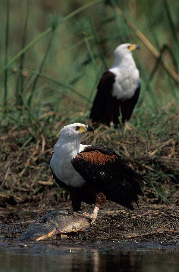 African Fish Eagle Eating Photograph by Nigel Dennis