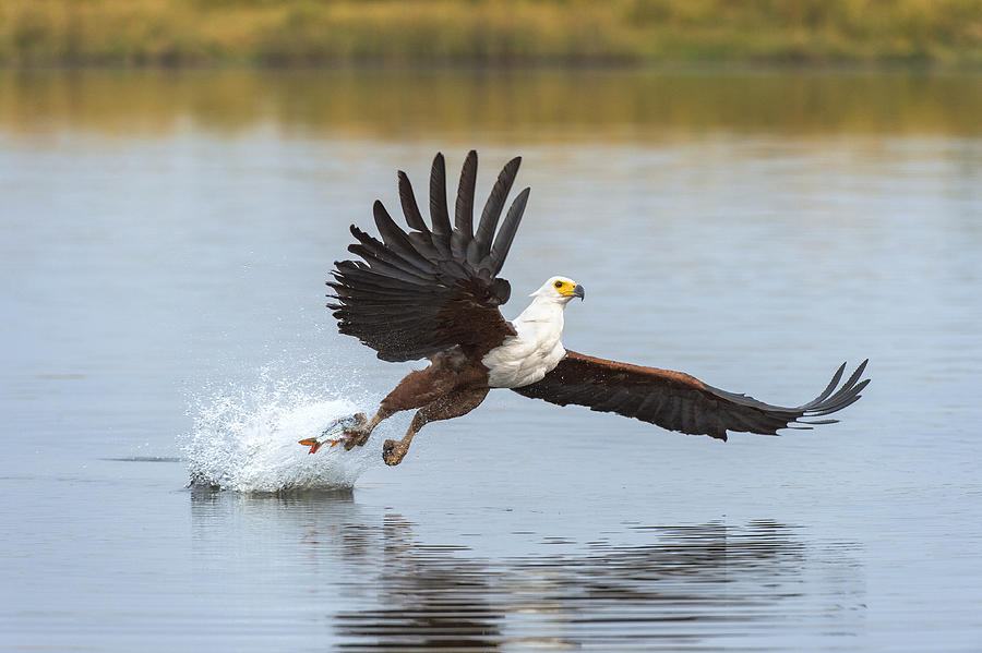 African Fish Eagle Fishing Chobe River Photograph by Andrew Schoeman
