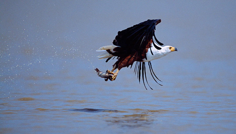 African Fish Eagle Haliaeetus Vocifer Photograph by Panoramic Images