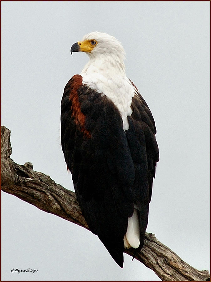 African Fish Eagle Bird Facts  Haliaeetus Vocifer - AZ Animals