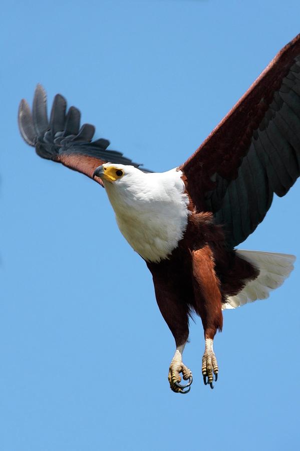African Fish Eagle In Flight Photograph by Steve Allen/science Photo Library