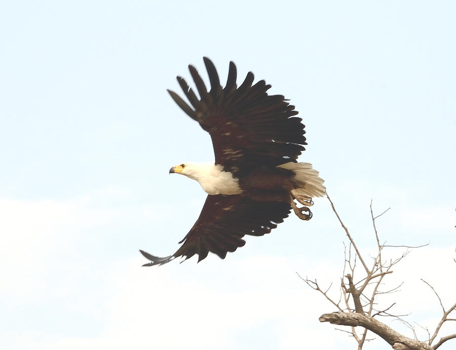 African Fish Eagle in Flight Photograph by Tom Wurl