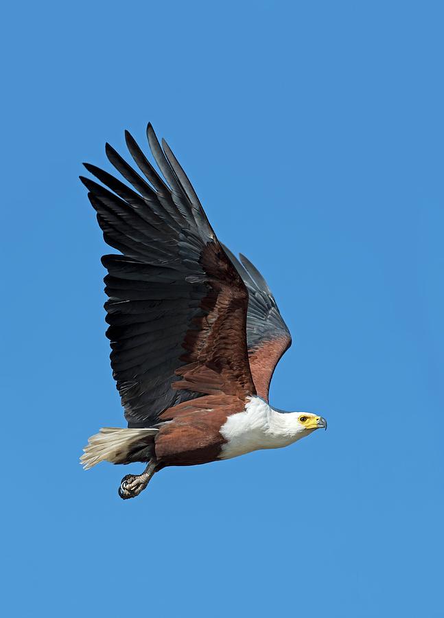 African Fish Eagle In Flight Photograph by Tony Camacho