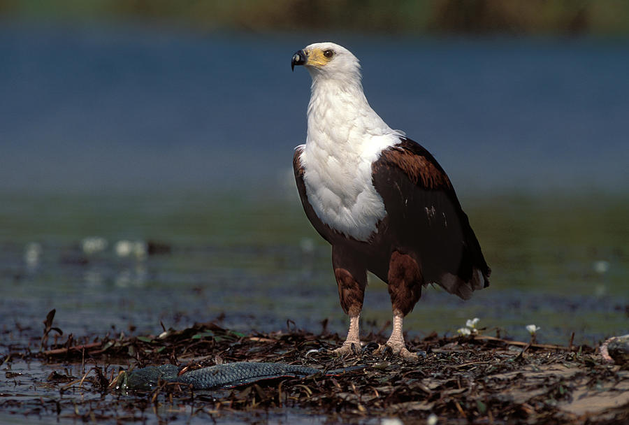 African Fish Eagle Photograph by Nigel Dennis