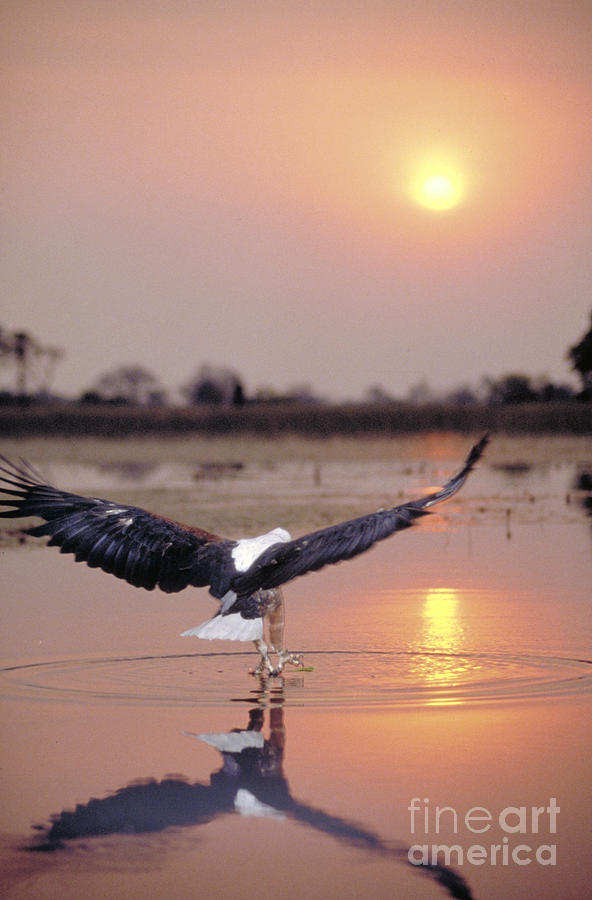 African Fish Eagle. Okavango River Photograph by Art Wolfe