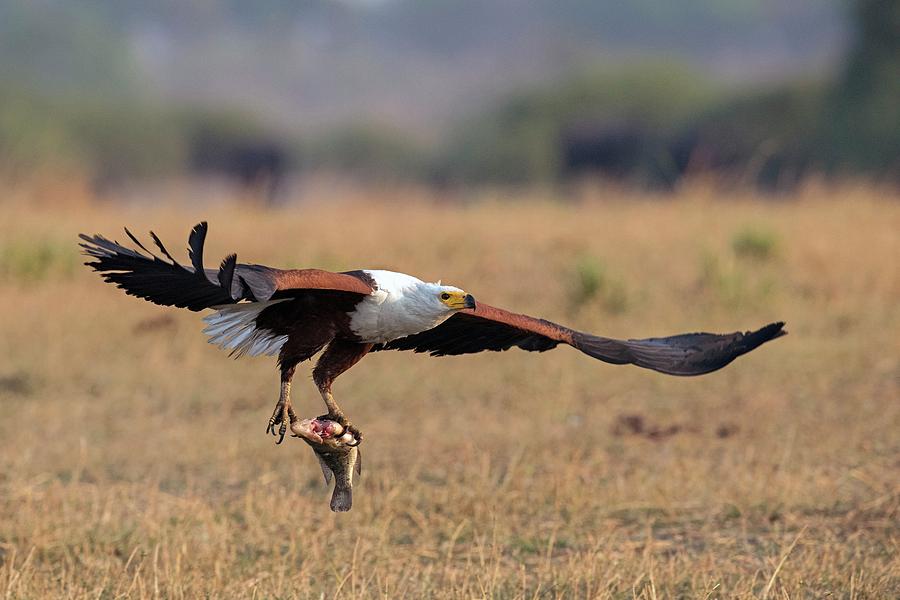 African Fish Eagle With Prey Photograph by Tony Camacho/science Photo Library