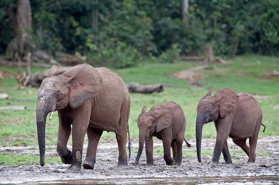 African Forest Elephant And Calves Photograph by Tony Camacho/science Photo Library