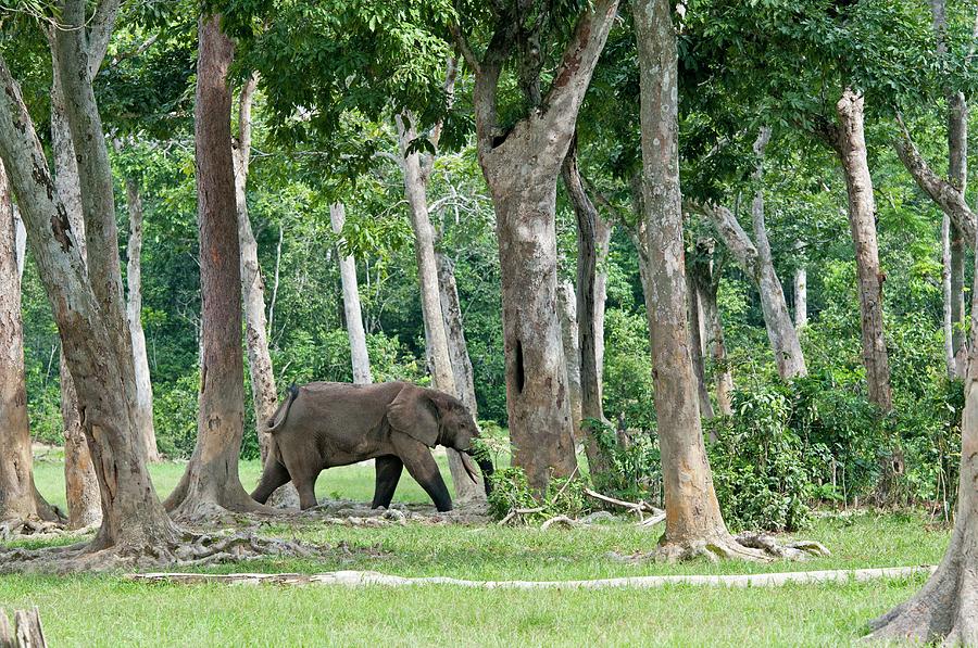 African Forest Elephant Photograph - African Forest Elephant by Tony Camacho/science Photo Library African Forest Elephant Photograph - African Forest Elephant by Tony Camacho/science Photo Library