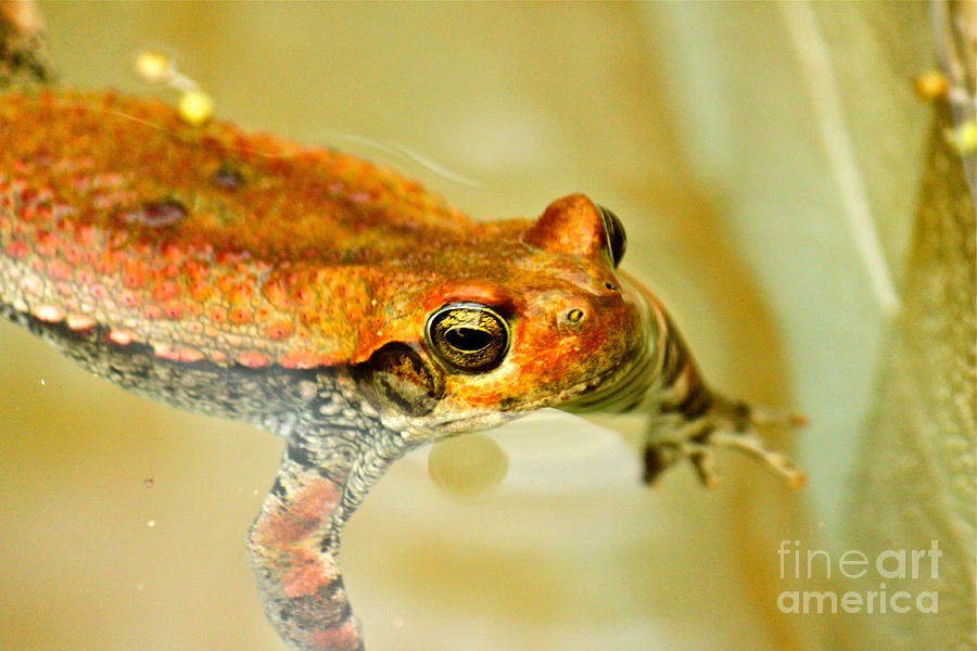 African Frog Photograph by Michael Cinnamond