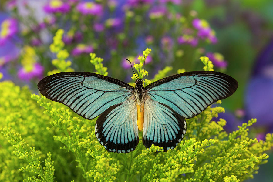 Butterfly Photograph - African Giant Blue Swallowtail by Darrell Gulin