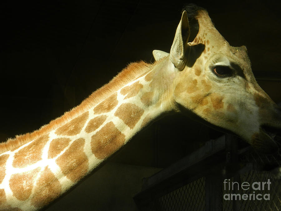 African Giraffe  Photograph by Emmy Vickers