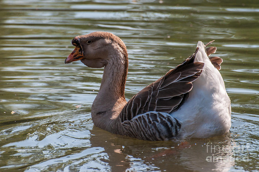 African Goose Photograph by Bianca Nadeau