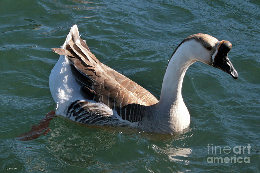 African Goose Photograph by Kenny Bosak