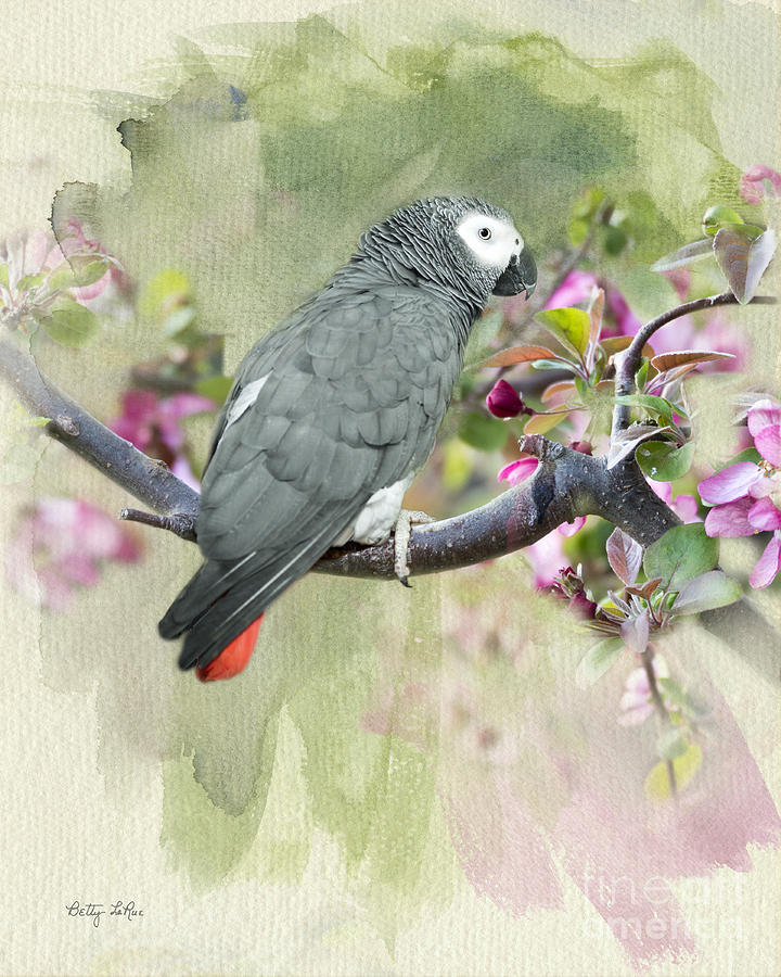 Parrot Photograph - African Gray Among the Blossoms by Betty LaRue