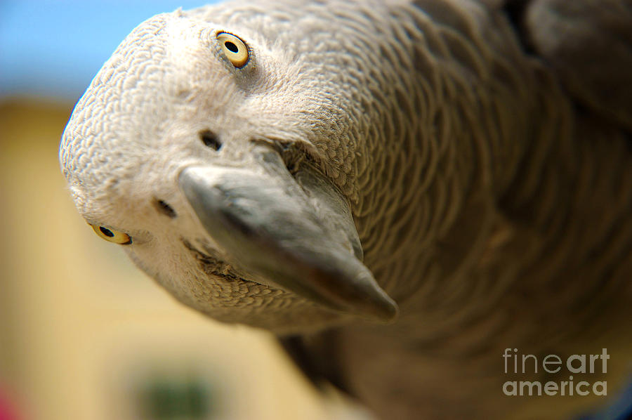 African Gray Photograph - African Gray by Micah May African Gray Photograph - African Gray by Micah May
