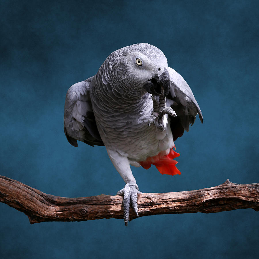 African Gray Parrot Photograph by © Debi Dalio