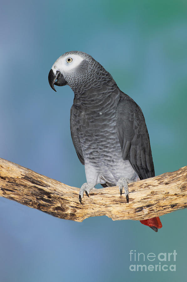 Parrot Photograph - African Gray Parrot by Anthony Mercieca