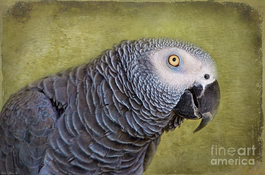 African grey Photograph by Debbie Portwood