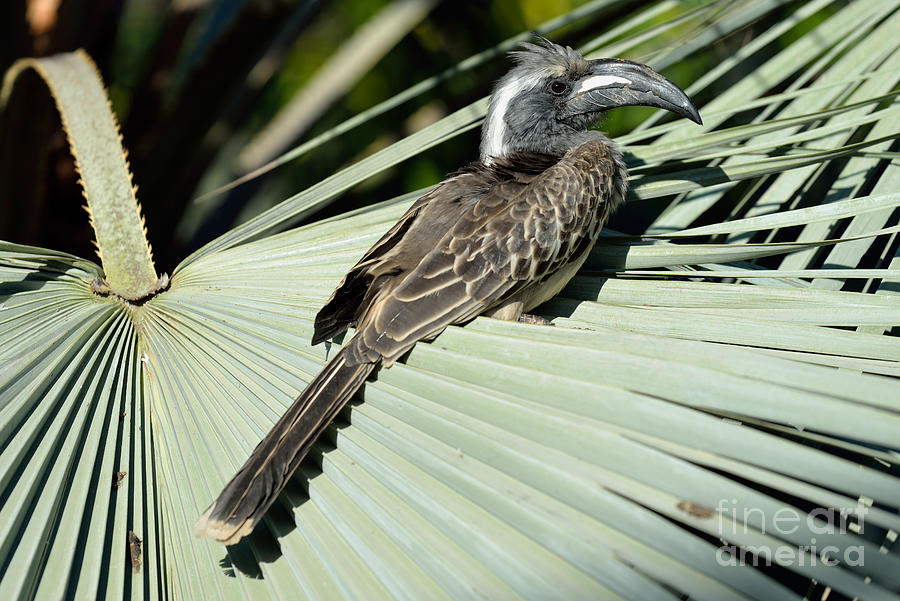 Hornbill Photograph - African Grey Hornbill by George Atsametakis
