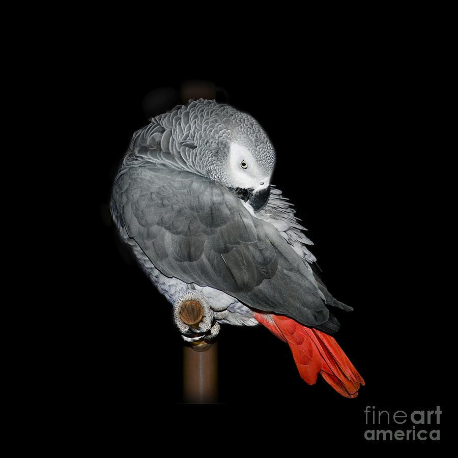 African Grey Parrot Photograph by Betty LaRue