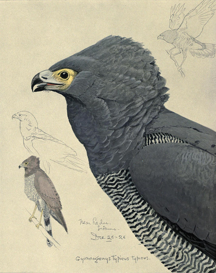 John James Audubon Painting - African Harrier-Hawk by Dreyer Wildlife Print Collections 