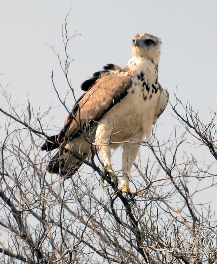 African Hawk Eagle Photograph by Tom Wurl
