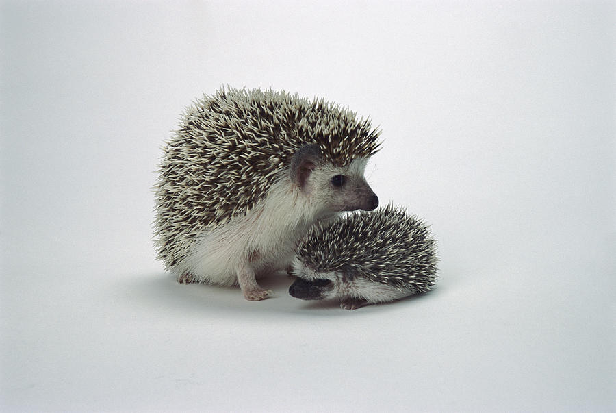 African Hedgehog Baby And Mother Photograph by San Diego Zoo