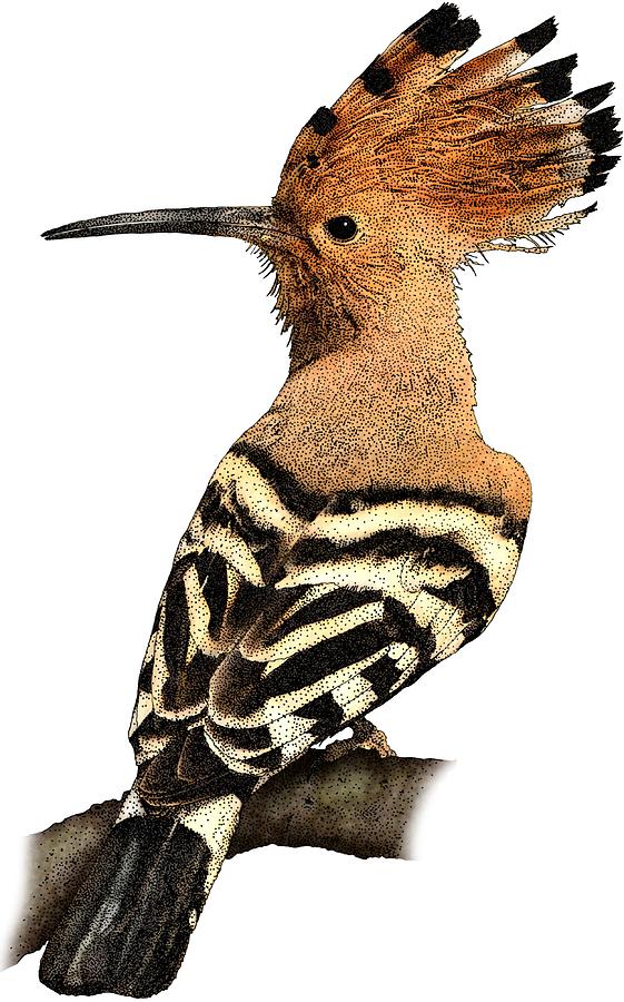 African Hoopoe Photograph by Roger Hall