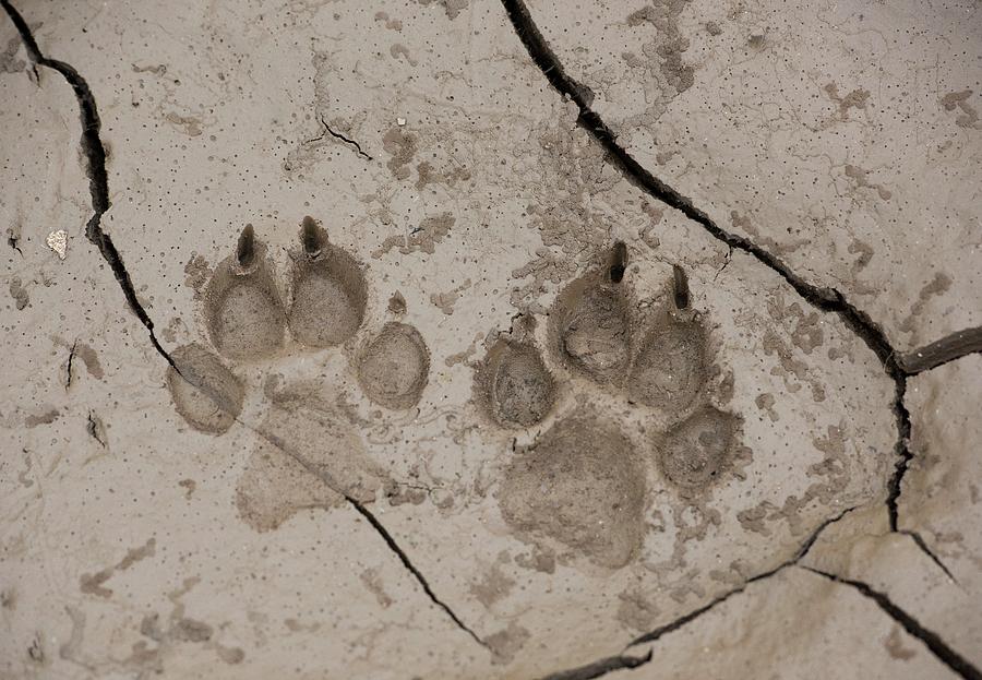 African Hunting Dog Paw Prints Photograph by Tony Camacho/science Photo ...