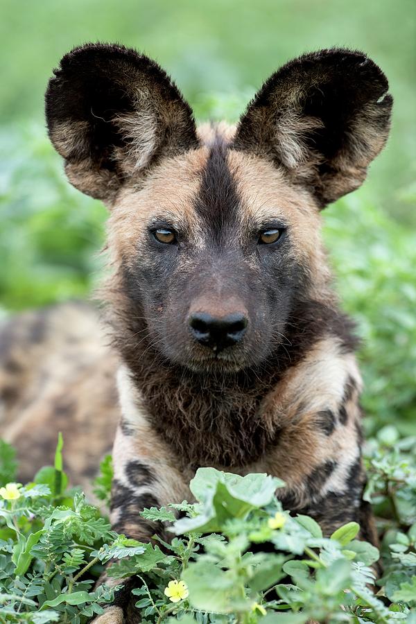 African Hunting Dog Portrait Photograph By Tony Camacho Science Photo   African Hunting Dog Portrait Tony Camachoscience Photo Library 