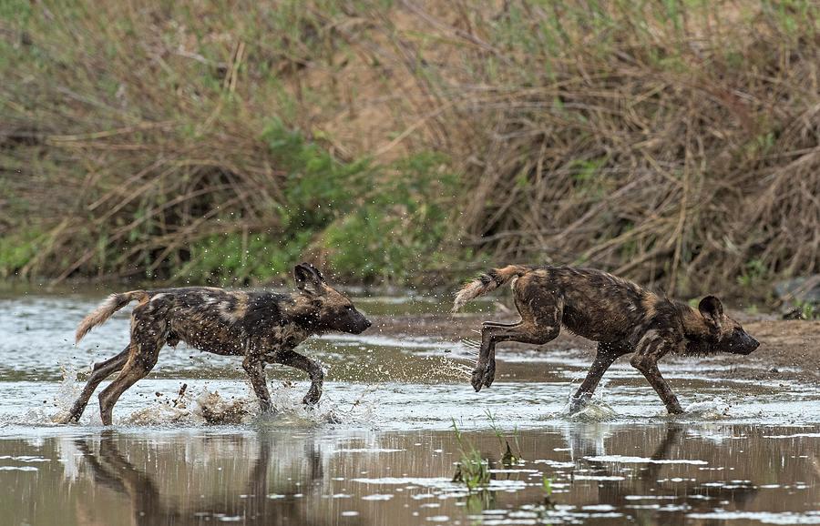 African Hunting Dog Pups At Play Photograph by Tony Camacho