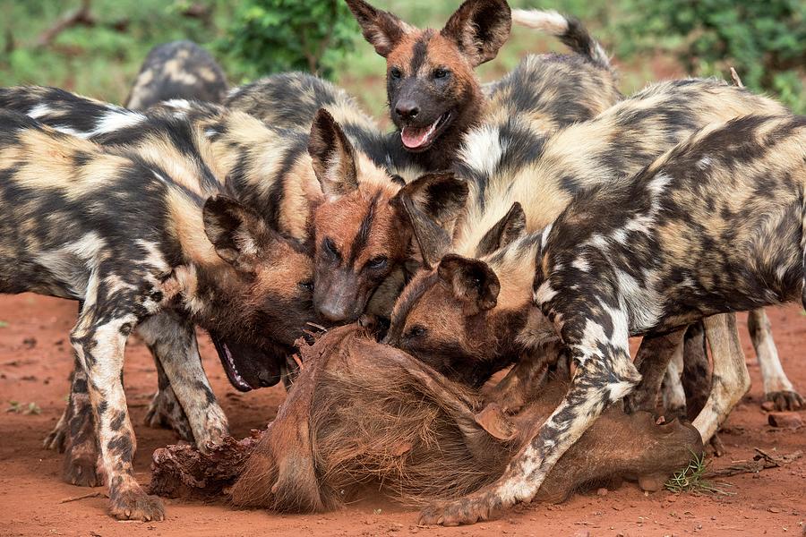 African Hunting Dogs Eating A Warthog Photograph by Tony Camacho/science Photo Library
