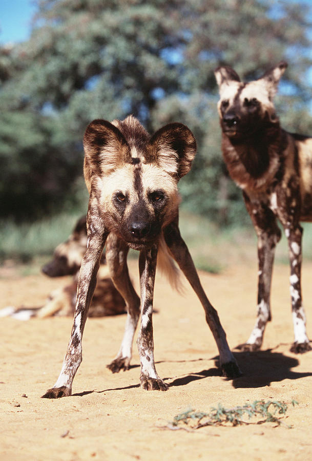 African Hunting Dogs Photograph by Tony Camacho/science Photo Library ...