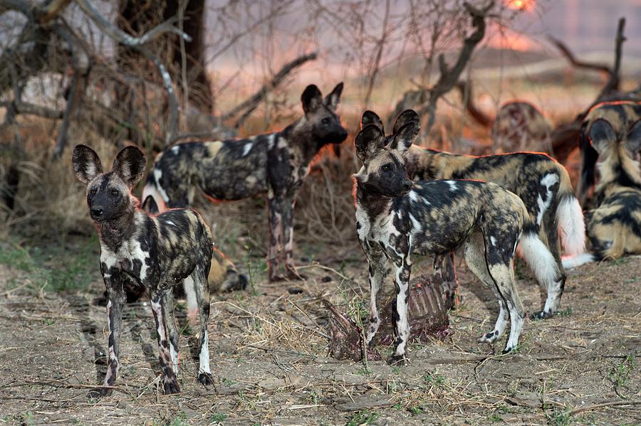 African Hunting Dogs With A Carcas Photograph by Tony Camacho