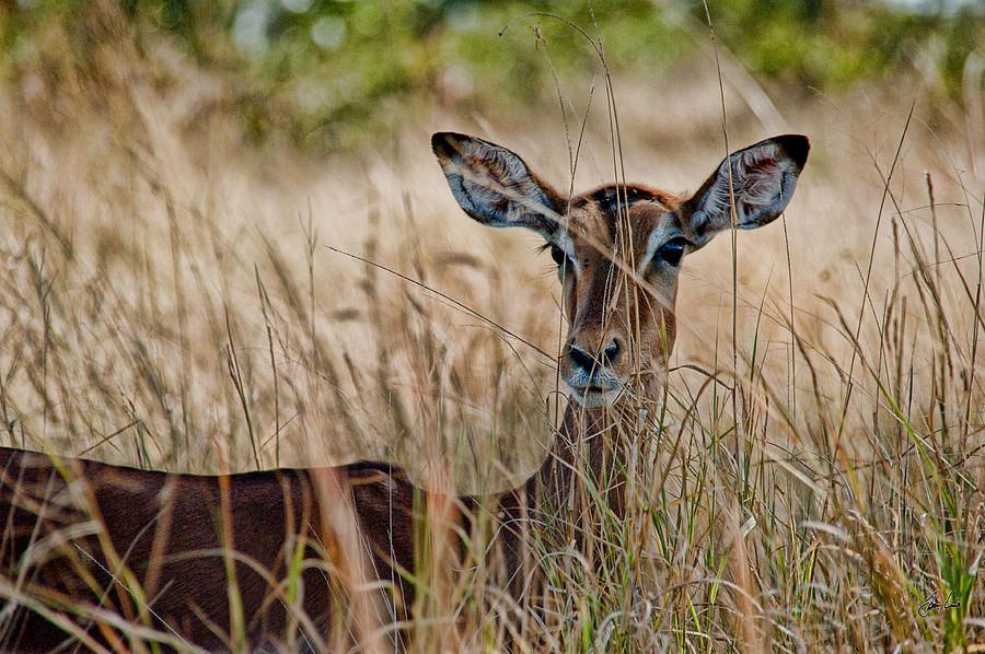 African Impala Photograph by Jason Lanier - Pixels