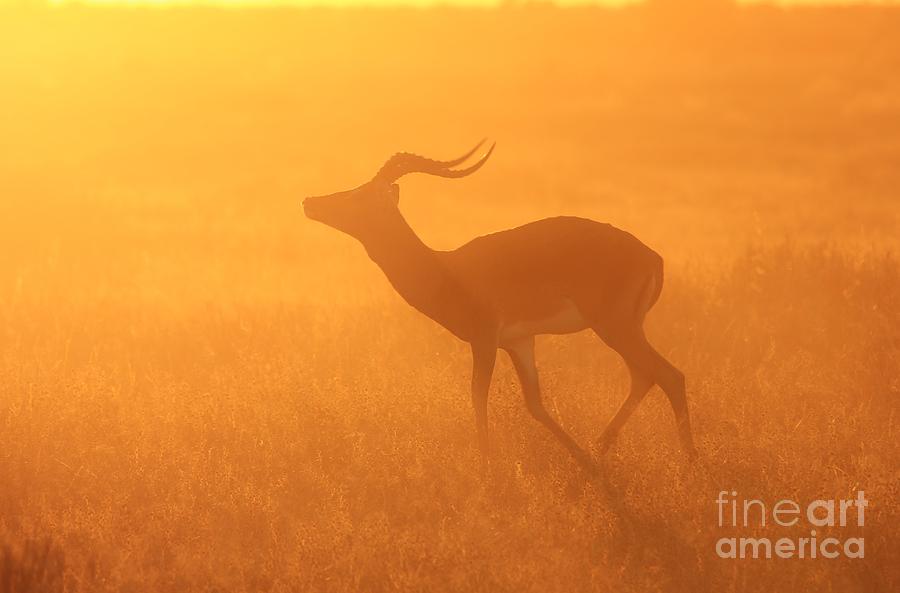 Wildlife Photograph - African Impala Sunset Gold by Andries Alberts