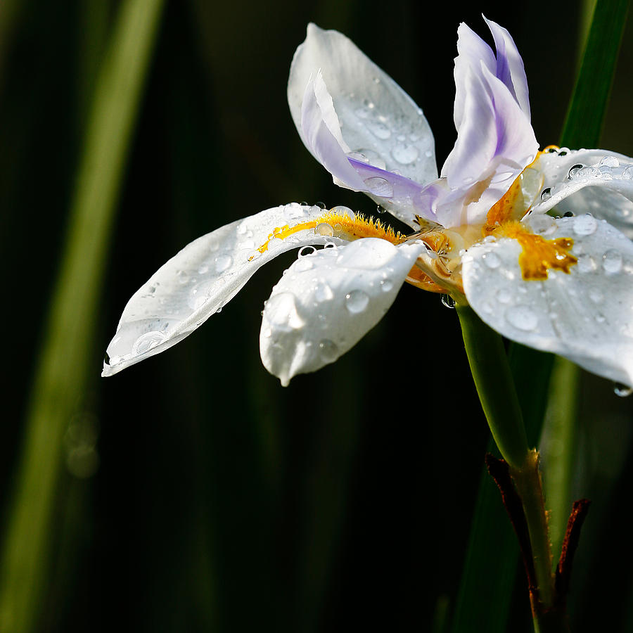 African Iris Dewed Photograph by W Chris Fooshee