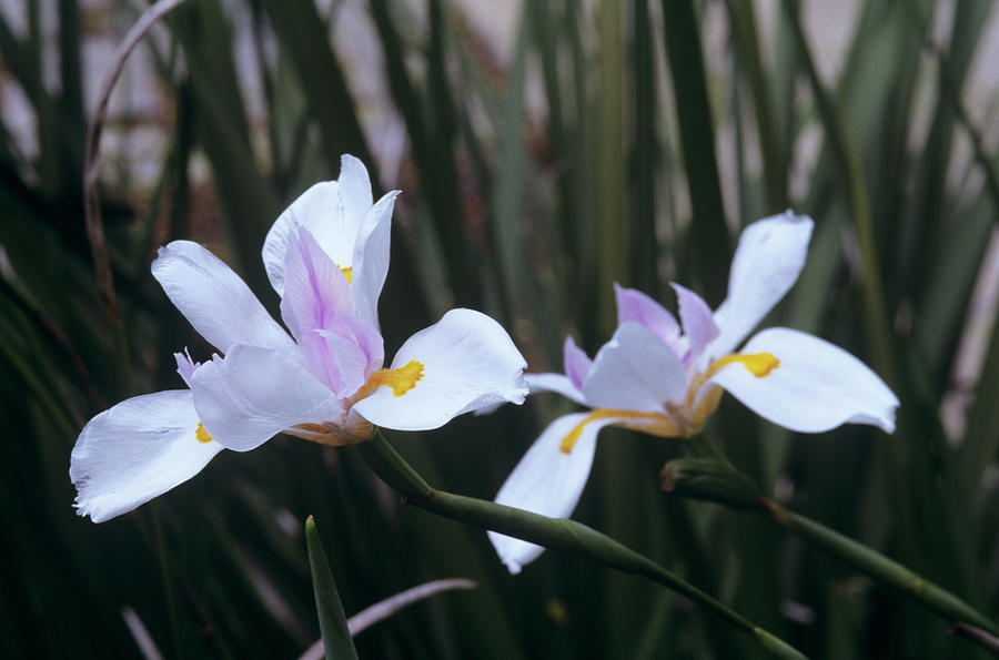 African Iris (dietes Vegeta) Photograph by Sally Mccrae Kuyper/science Photo Library